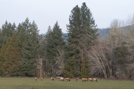 Small herd of elk in southern Oregon.